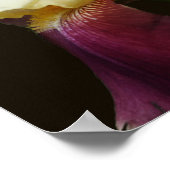 Gelbe Irisblume Blume Poster (Ecke)