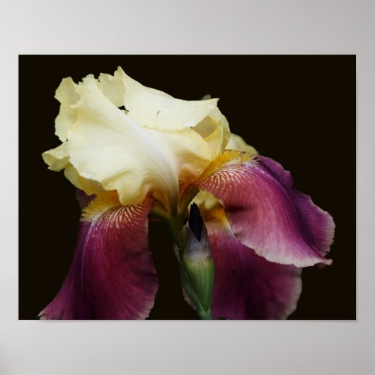 Gelbe Irisblume Blume Poster (Vorne)