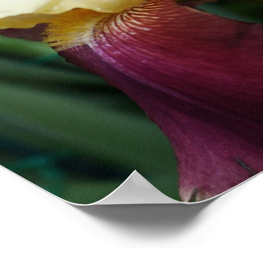 Gelbe Irisblume Blume Poster (Ecke)