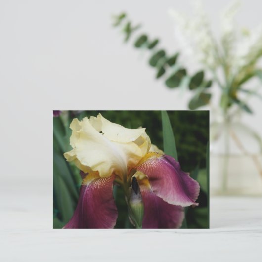 Gelbe Irisblume Blume Postkarte (Stehend Vorderseite)