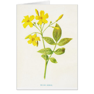 Gelbe Jasmin-Vintage-Botanikillustration