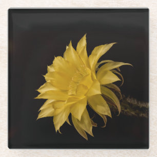 Gelbe Kakteen Blume in Blüte Glasuntersetzer