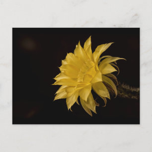 Gelbe Kakteen Blume in Blüte Postkarte