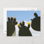 Gelbe Kaktus-Blume Postkarte (Vorne/Hinten)