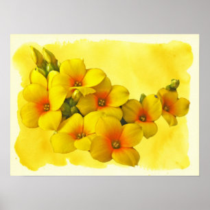 Gelbe Kalanchoe - Sukkulenter Sonnenschein Poster