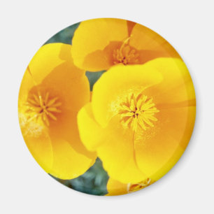 gelbe Kalifornien-Mohnblumen in den Blumen der Magnet