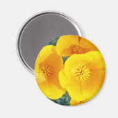 Gelbe kalifornische Pappkuchen in blühenden Blume Magnet (Vorderseite/Rückseite)
