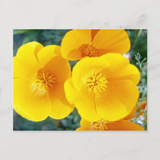 Gelbe kalifornische Pappkuchen in blühenden Blume Postkarte