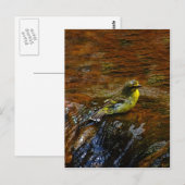 Gelbe Kanarische Vogelbäder Postkarte (Vorne/Hinten)