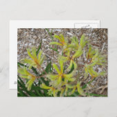 Gelbe Kängurupfeifen Postkarte (Vorne/Hinten)