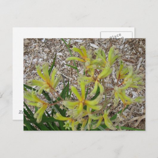 Gelbe Kängurupfeifen Postkarte (Vorne/Hinten)