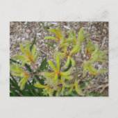 Gelbe Kängurupfeifen Postkarte (Vorderseite)