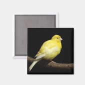 Gelbe Kanone Magnet (Vorderseite/Rückseite)