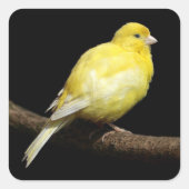 Gelbe Kanone Quadratischer Aufkleber (Vorderseite)