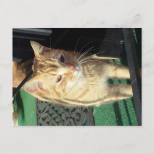 Gelbe Katze, die vor der Tür pinkelt Postkarte