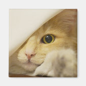 Gelbe Katze Peekout Magnet (Vorne)