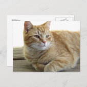 Gelbe Katze Postkarte (Vorne/Hinten)