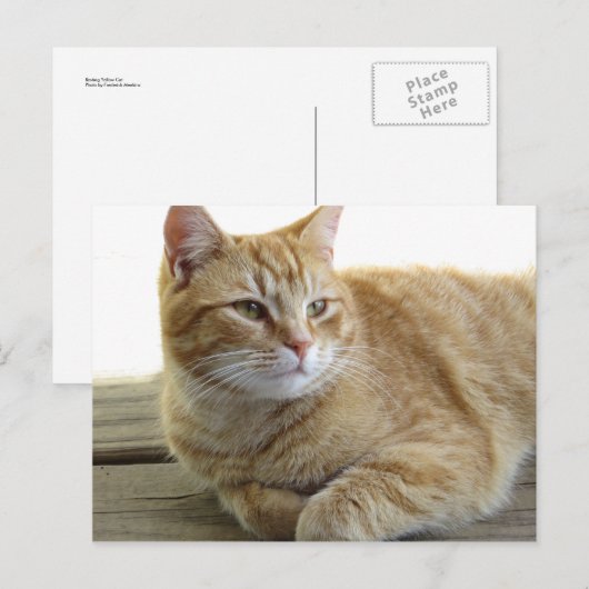 Gelbe Katze Postkarte (Vorne/Hinten)