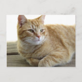 Gelbe Katze Postkarte (Vorderseite)