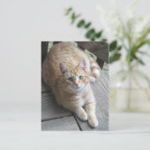 Gelbe Katze Postkarte (Stehend Vorderseite)