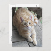 Gelbe Katze Postkarte (Vorne/Hinten)
