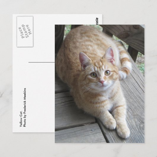 Gelbe Katze Postkarte (Vorne/Hinten)