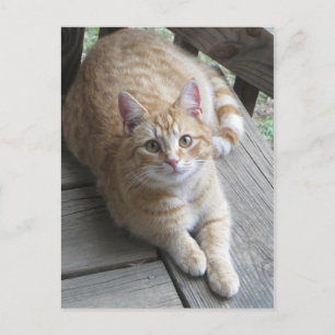 Gelbe Katze Postkarte