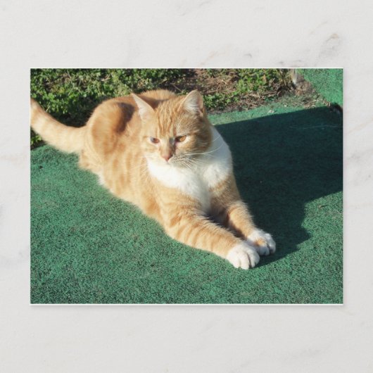 Gelbe Katze Postkarte (Vorderseite)