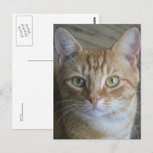 Gelbe Katze Postkarte (Vorne/Hinten)