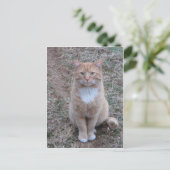 Gelbe Katze Stehend Achtung Postkarte (Stehend Vorderseite)