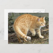 Gelbe Katzenhaltung Postkarte (Vorne/Hinten)