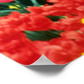 Gelbe Keukenhof-Greenhouses-Blume Poster (Ecke)