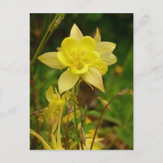 Gelbe Kolumbin-Blume Postkarte (Vorderseite)