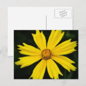 Gelbe Kosmos-Blume Nah-up Postkarte (Vorne/Hinten)