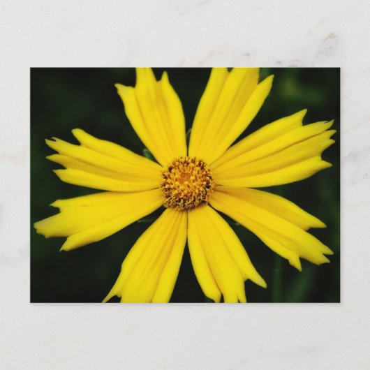 Gelbe Kosmos-Blume Nah-up Postkarte (Vorderseite)