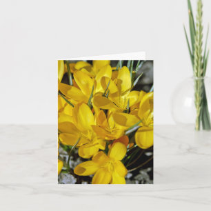 Gelbe Krokusblüten Feiertagskarte