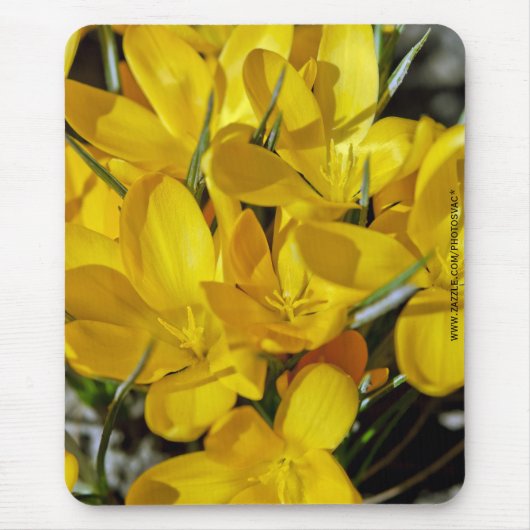 Gelbe Krokusblüten Mousepad (Vorne)