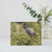 Gelbe Krone Nachtheron Postkarte (Stehend Vorderseite)