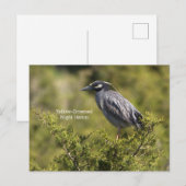 Gelbe Krone Nachtheron Postkarte (Vorne/Hinten)