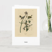 Gelbe Krone Warbler - Audubons Vögel in Amerika Karte (Rückseite)