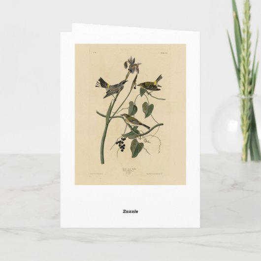 Gelbe Krone Warbler - Audubons Vögel in Amerika Karte (Rückseite)