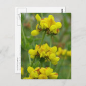 Gelbe Kronenweide, Insel Unalaska Postkarte (Vorne/Hinten)