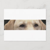 gelbe Labrador Augen Postkarte (Vorderseite)