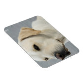 Gelbe Labrador Flexible Magnet (Rechte Seite)