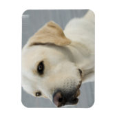Gelbe Labrador Flexible Magnet (Vertikal)