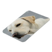 Gelbe Labrador Flexible Magnet (Linke Seite)