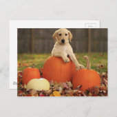 gelbe Labrador im Herbst Postkarte (Vorne/Hinten)