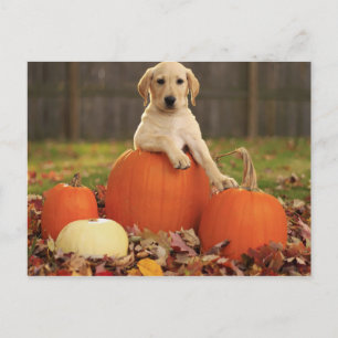 gelbe Labrador im Herbst Postkarte