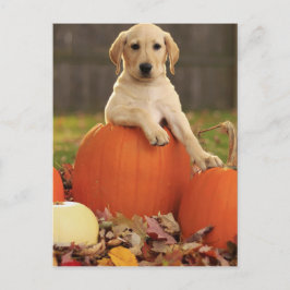 gelbe Labrador im Herbst Postkarte