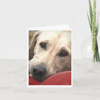 Gelbe Labrador Karte